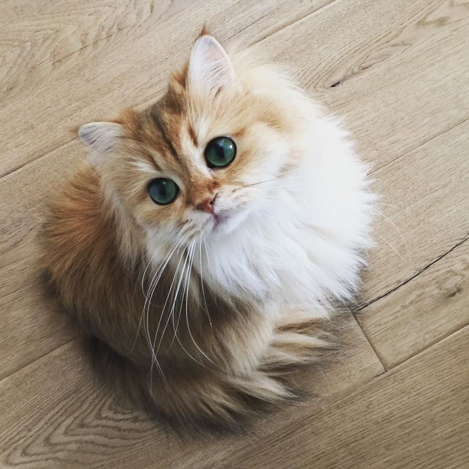 Коллаж из кошек