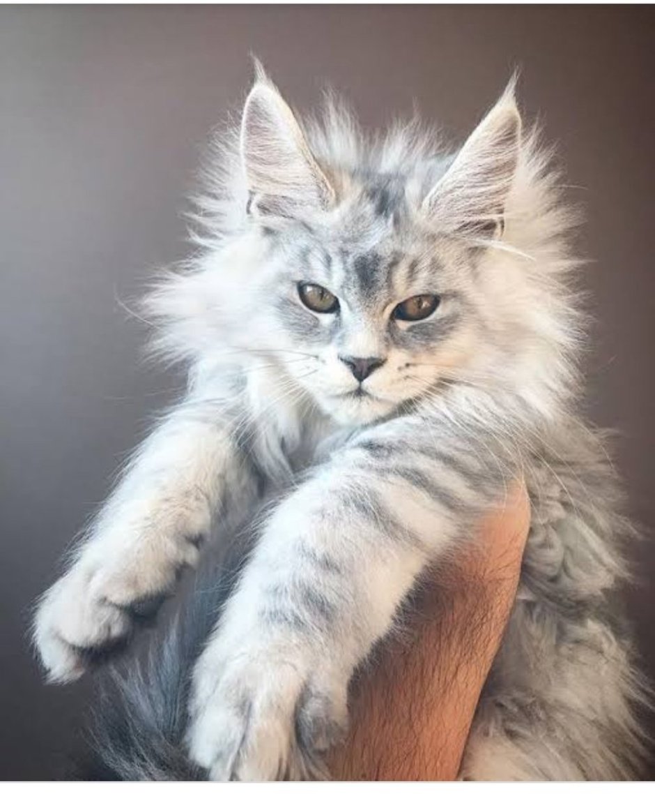 Кошки Близнецы Айрис и Абис