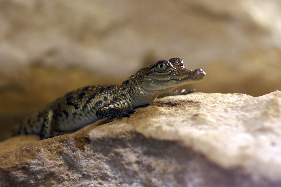 Osteolaemus tetraspis