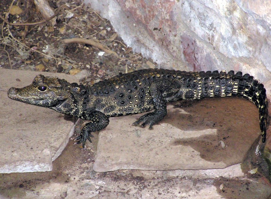 Тупорылый крокодил / Osteolaemus tetraspis