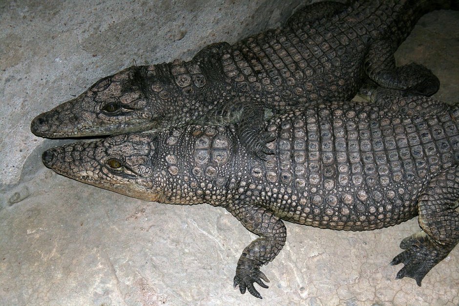 Тупорылый крокодил / Osteolaemus tetraspis