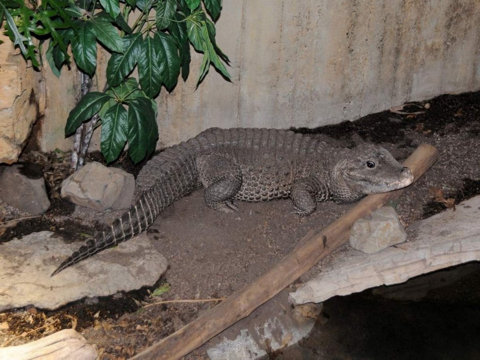 Dwarf Crocodile