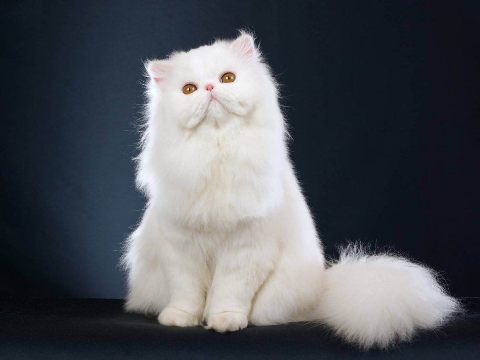 Персидский кот 2,3месяца