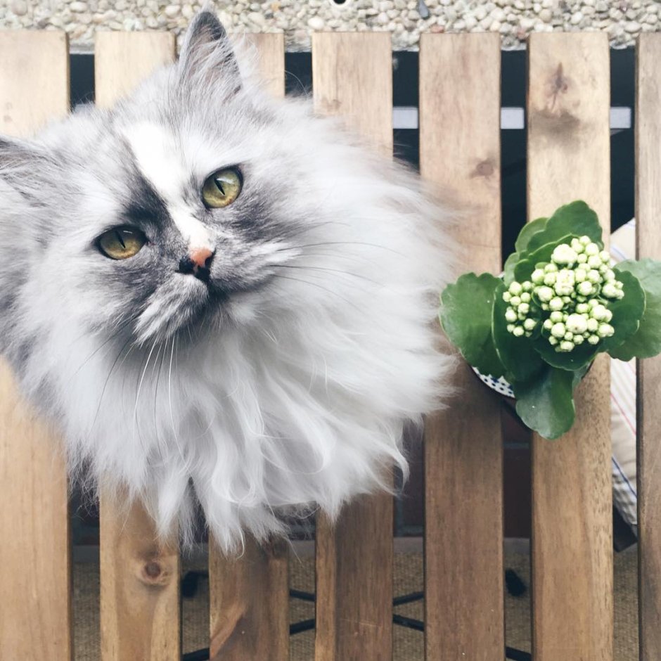 Самые пушистые кошки