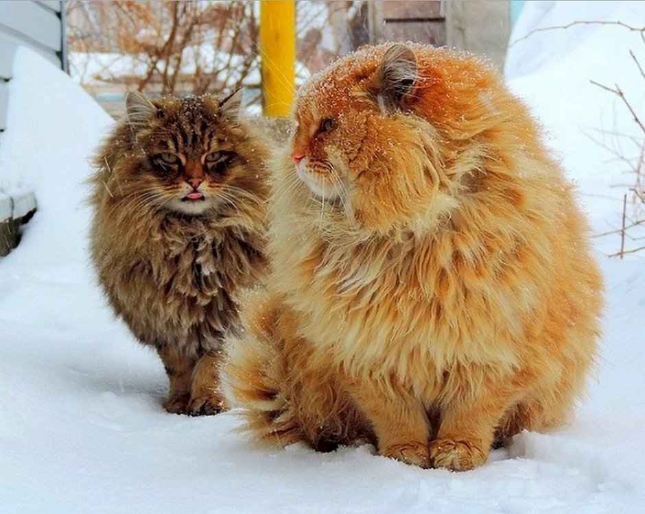Кошляндия Аллы Лебедевой