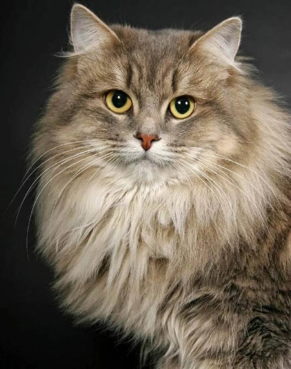 Сибирский длинношерстный кот