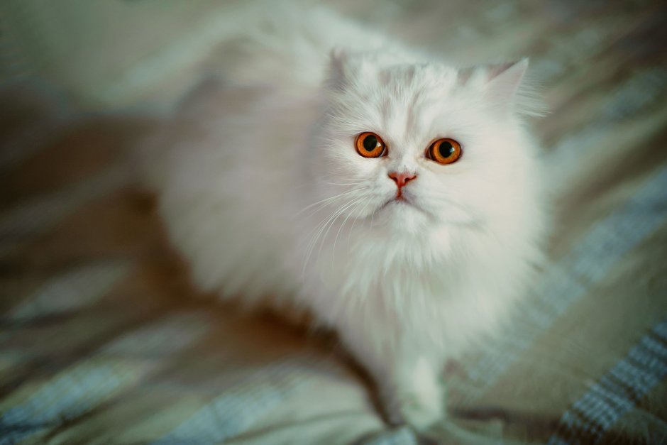 Персидская кошка белая