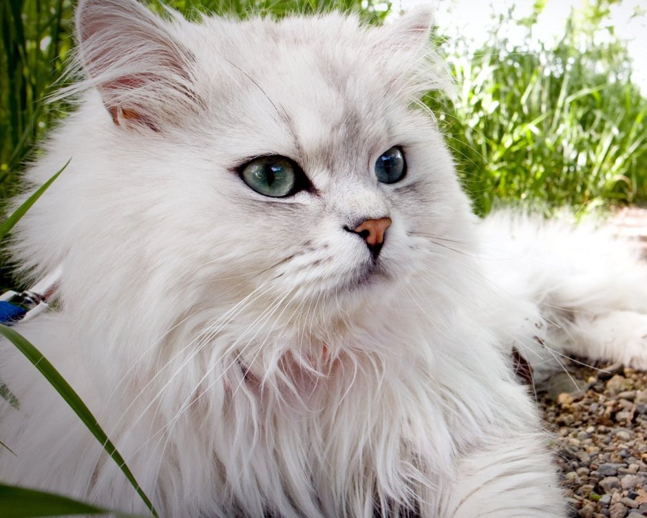 Ангорская шиншилла кошка