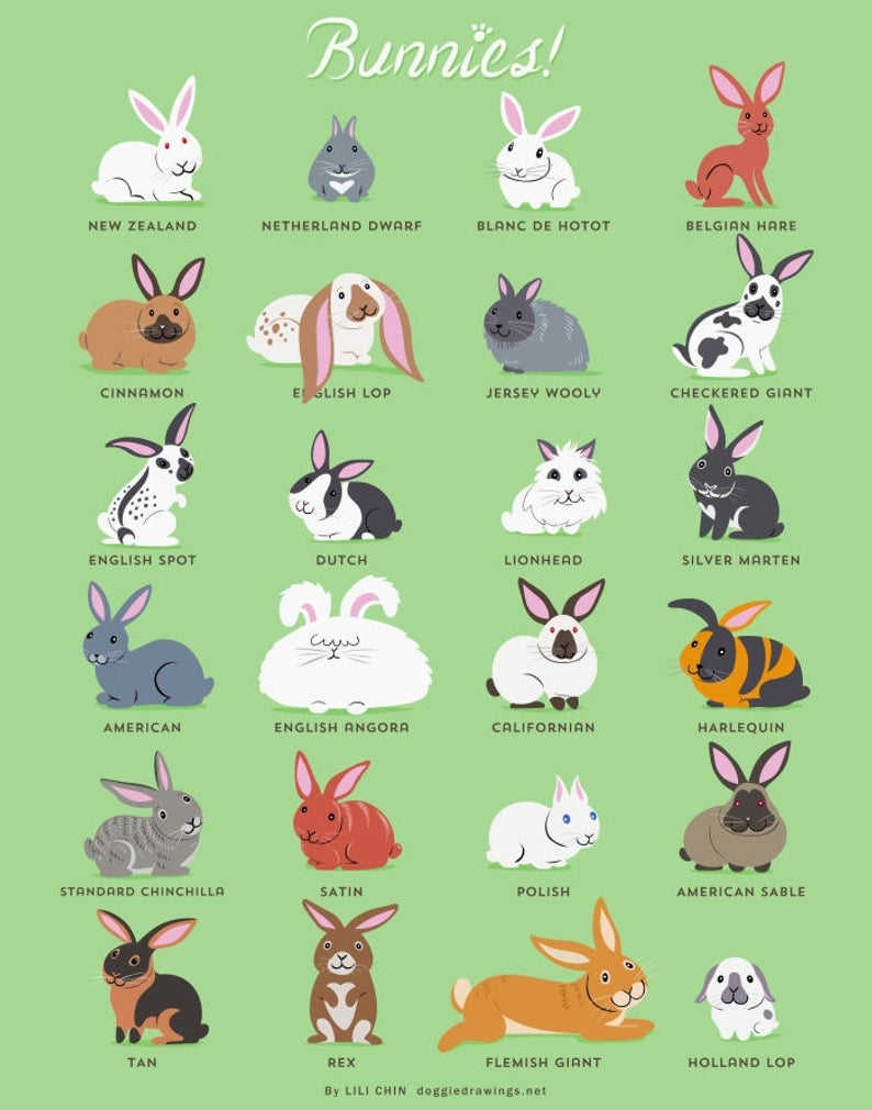 Bunny Hare Rabbit разница