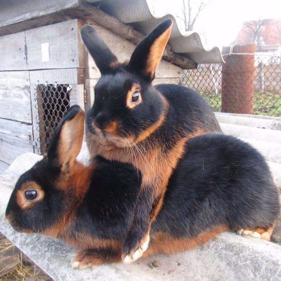 Черно бурый кролик рекс