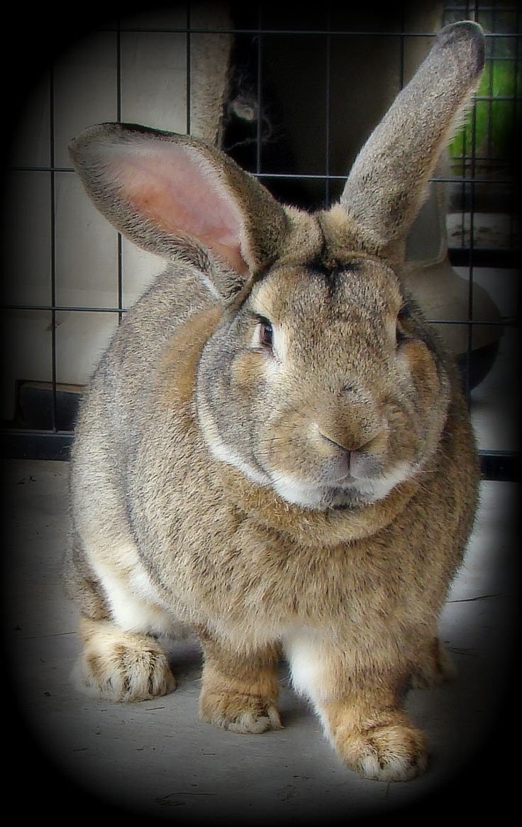 Фламандский гигант кролик