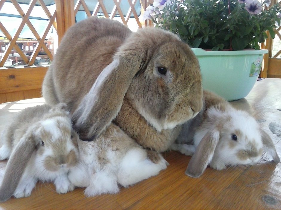 Кролик ландрас