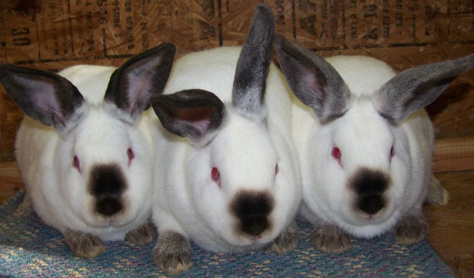 Калифорнийцы кролики 3 кролика