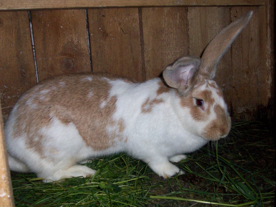 Породы кроликов Ризен белый.