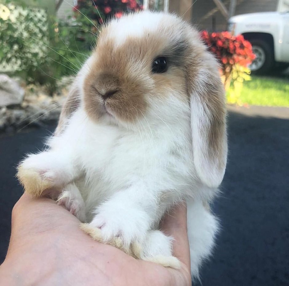 Карликовый кролик Минилоп