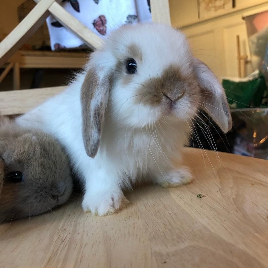 Вислоухий кролик декоративный