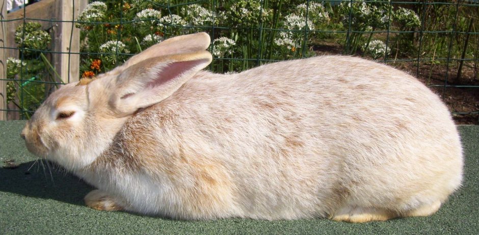 Кремовая порода кроликов