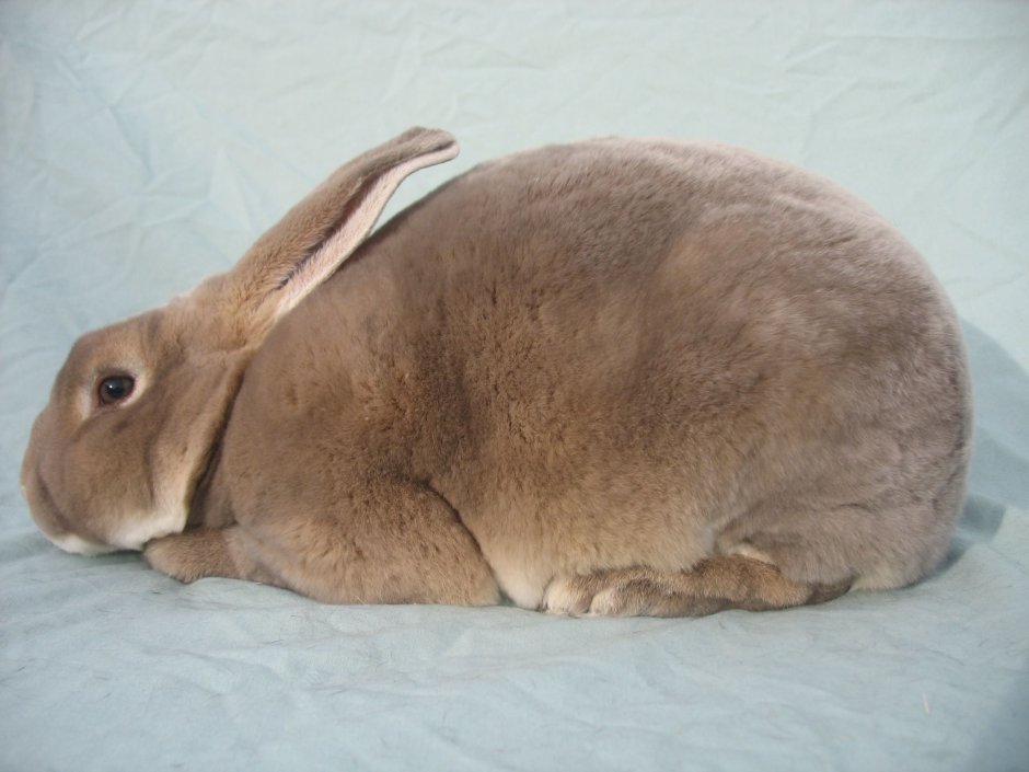 Кролик рекс 52 Эльтекс