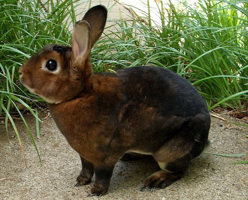 Кролики рекс раббит