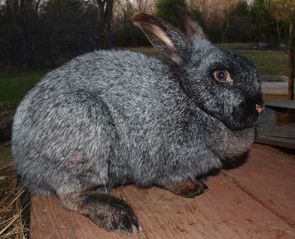 Породы кроликов черно-бурый Кроль