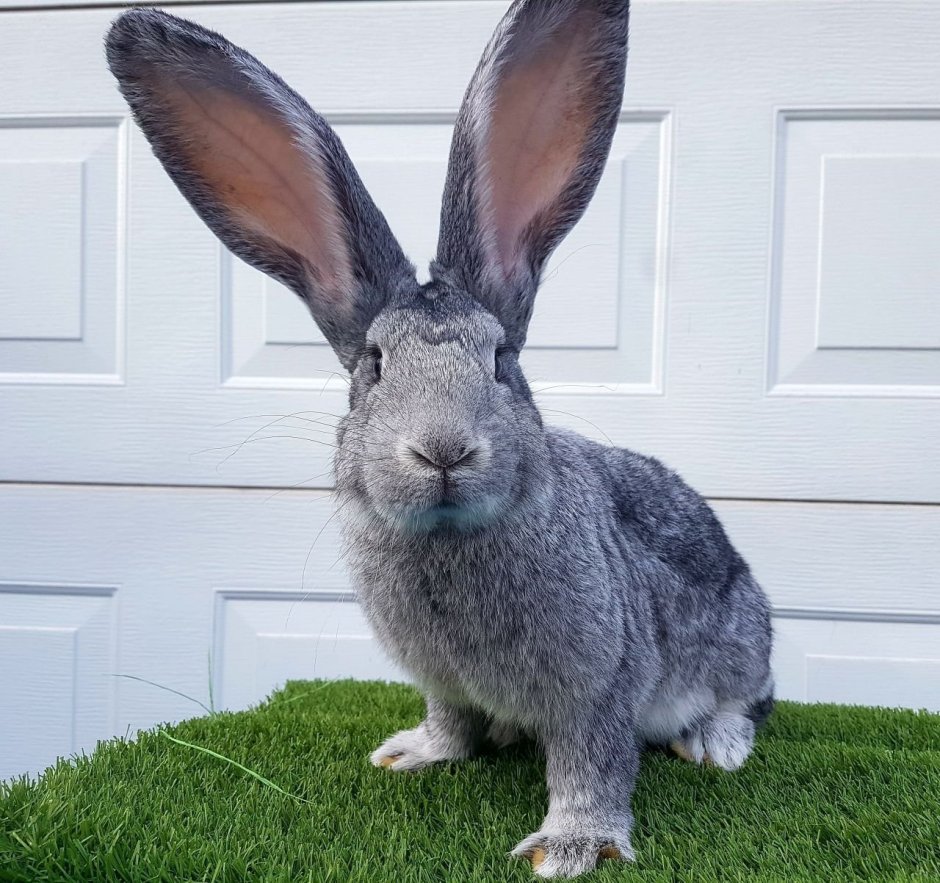 Калифорнийский великан кролик