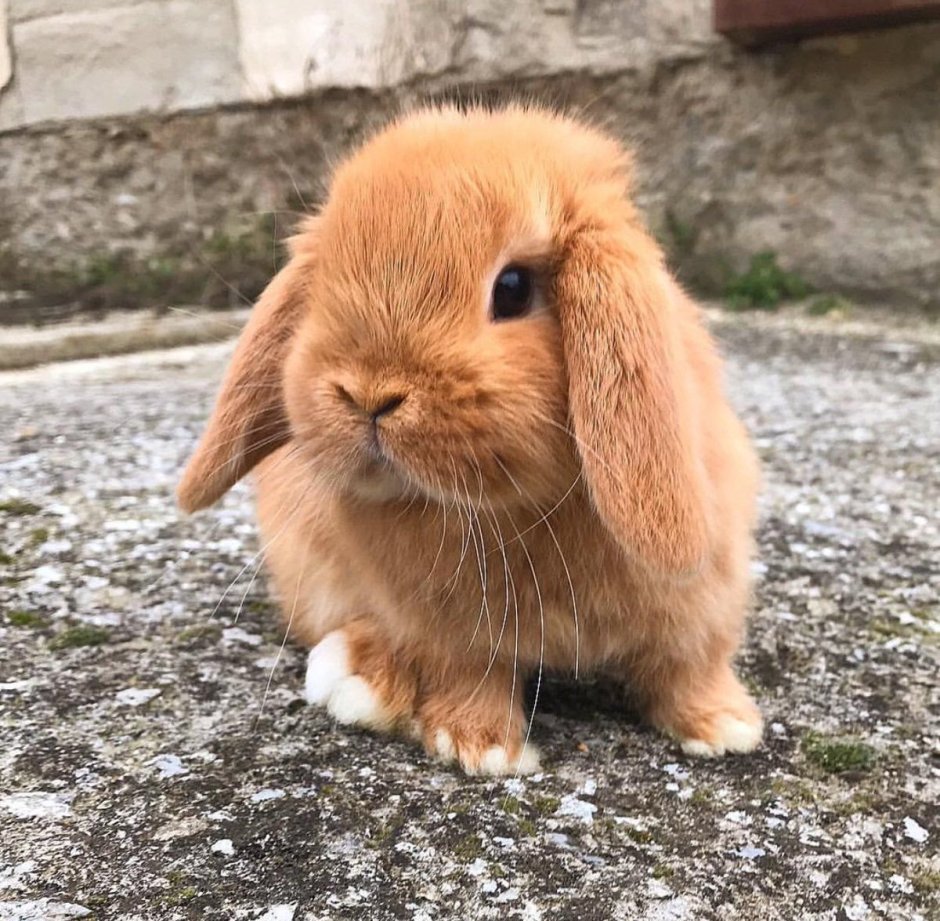 Рыжий карликовый кролик
