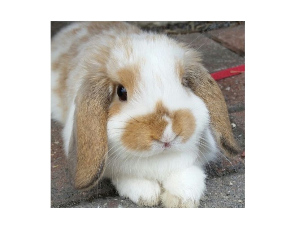 Кролик баран