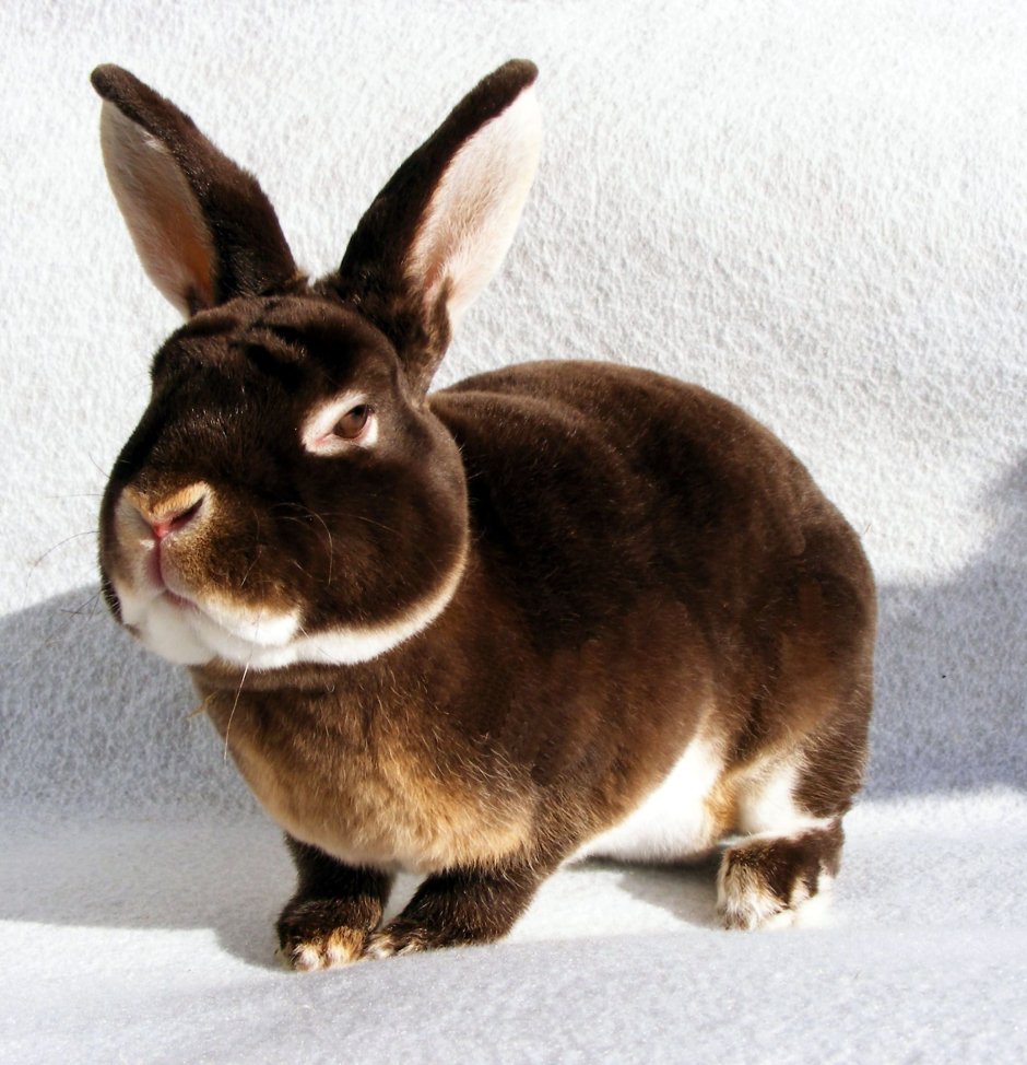 Рекс кролик чёрный оттер