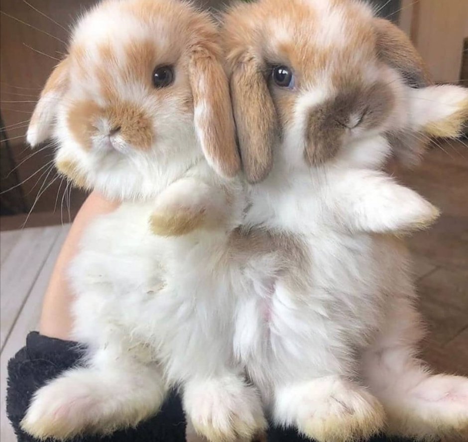 Милые декоративные кролики