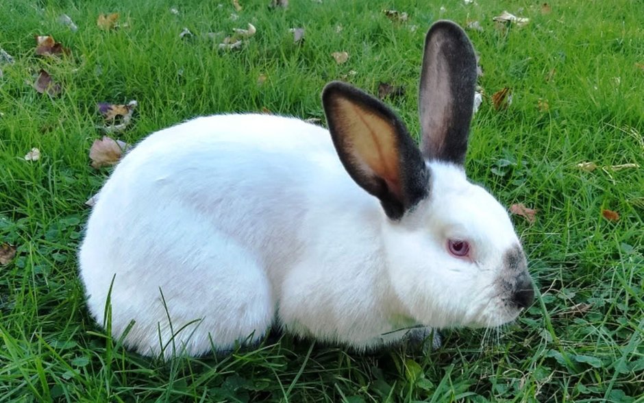 Тюрингский кролик