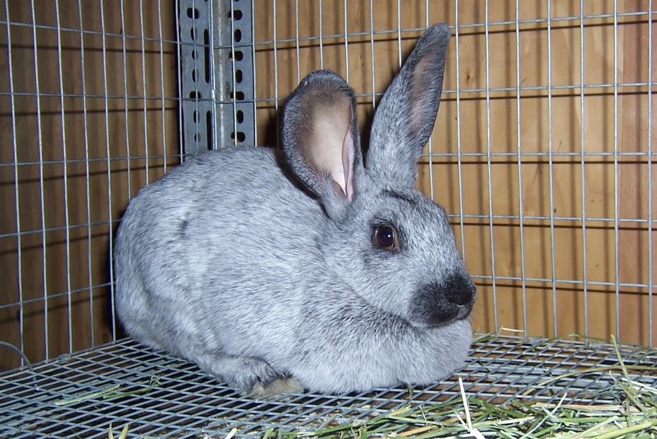 Сорт кроликов