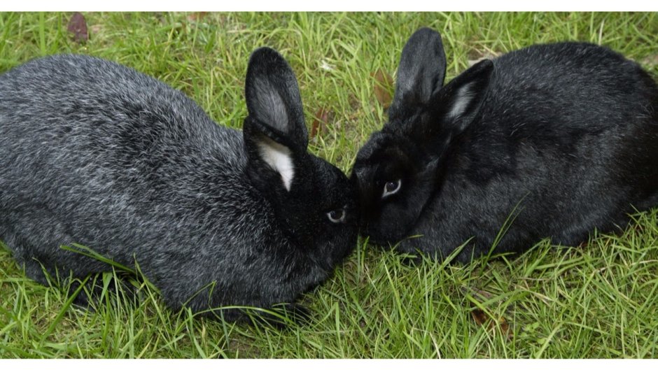 Великан кролик черно бурый