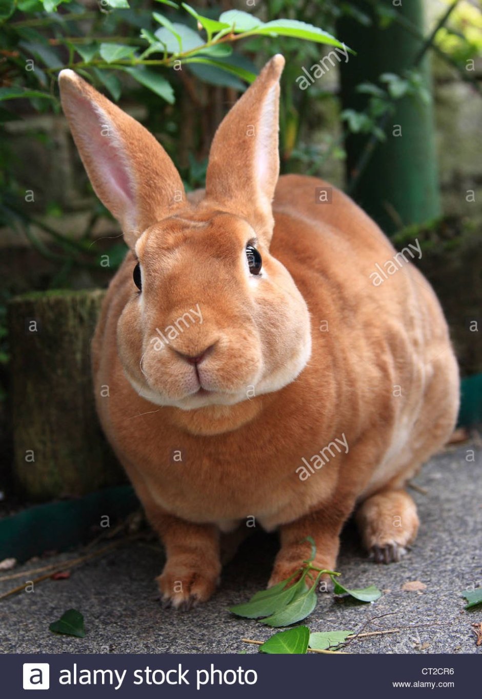 Рекс рэббит