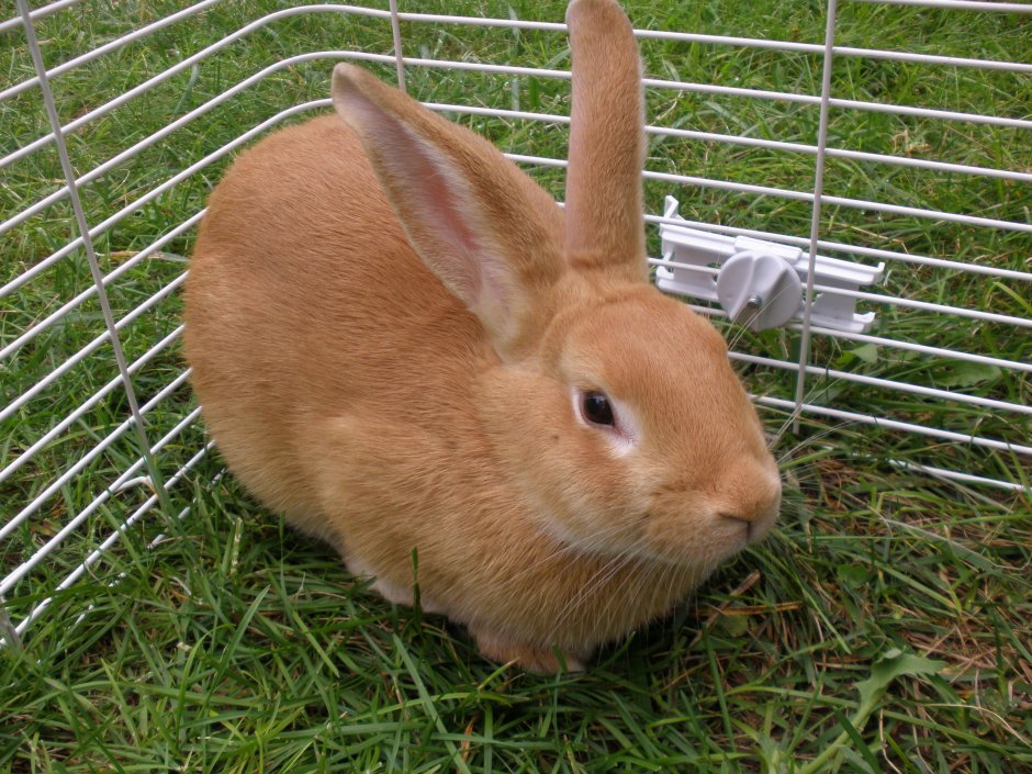 Кролик породы Паломино