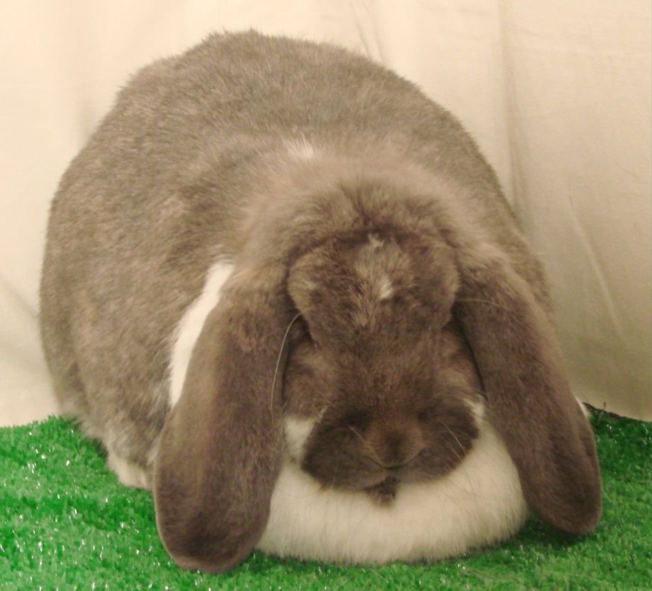 Кудрявый кролик порода