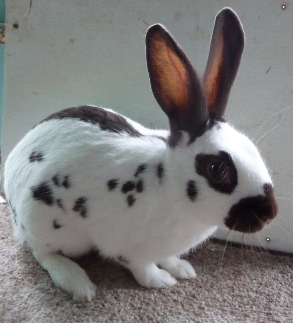 Кролики породы Строкач