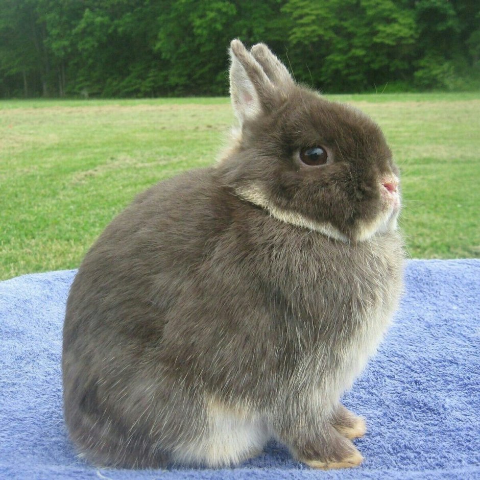Нидерландский карликовый кролик
