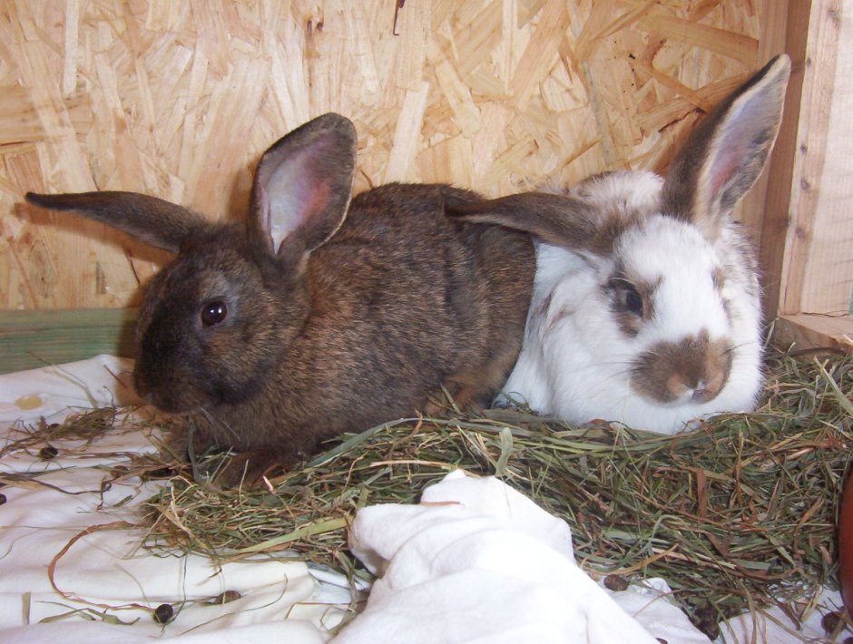 Кролики породы Рица