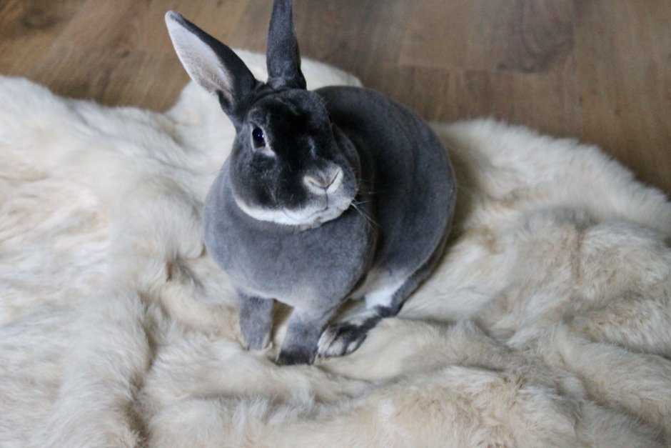 Кролик орилаг