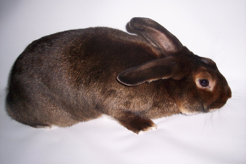 Сатиновый рекс кролик