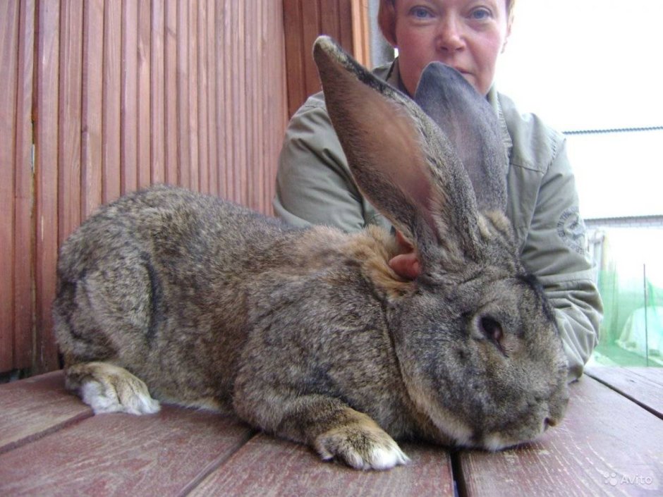 Бельгийский Фландр кролик