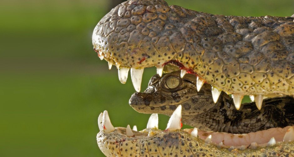 Broad-snouted Caimans