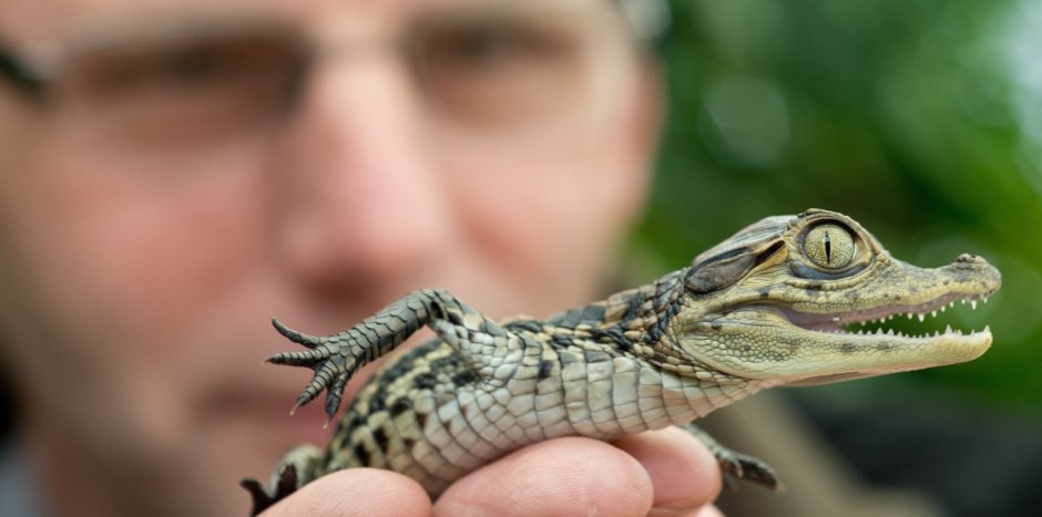Болотный крокодил (Crocodylus palustris)