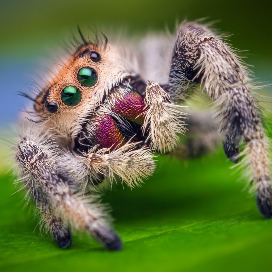 Паук скакунчик