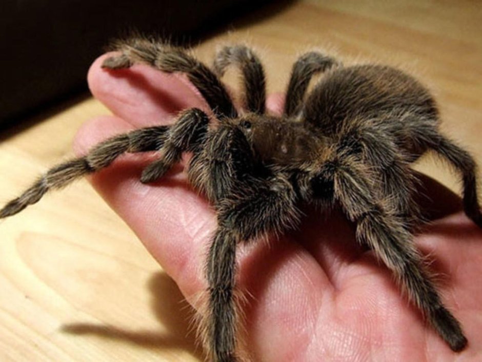 Паук птицеед домашний пушистый