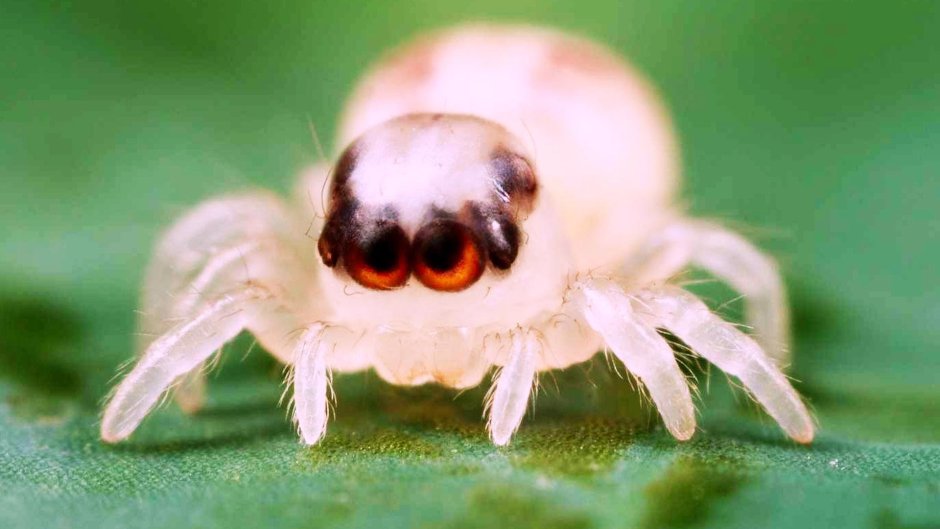 Самые милые паучки