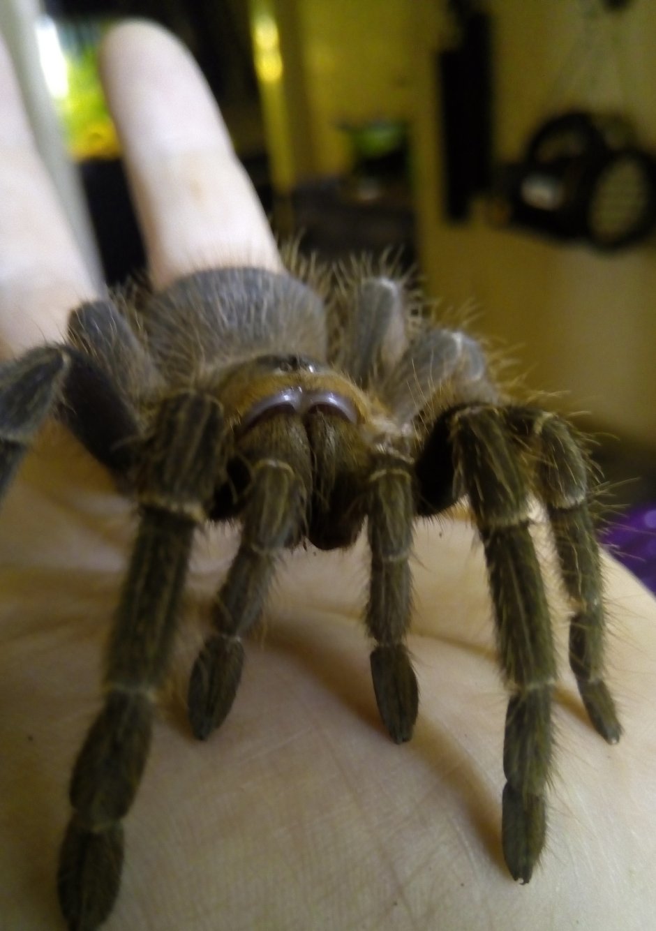 Пауки домашние питомцы