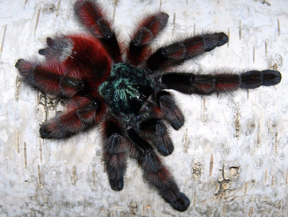 Паук птицеед Avicularia versicolor