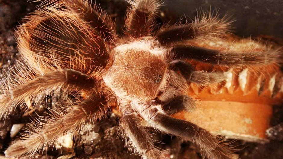 Мохнатый коричневый паук