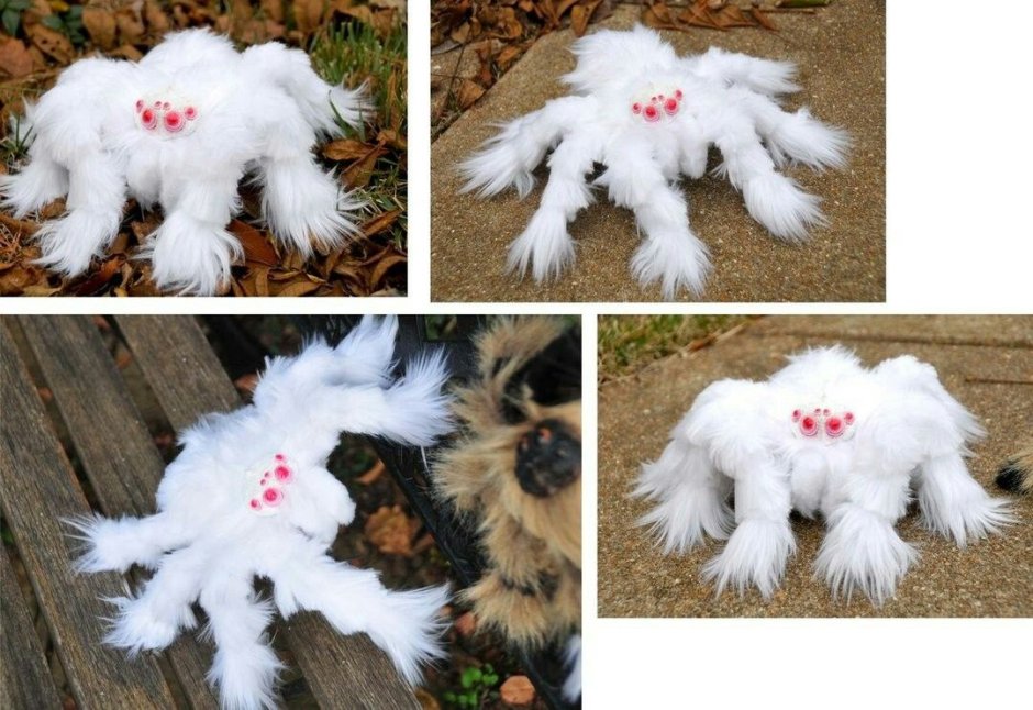 Тарантул альбинос